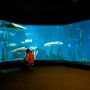 Shark-Tank-Maritime-Aquarium-Norwalk-CT