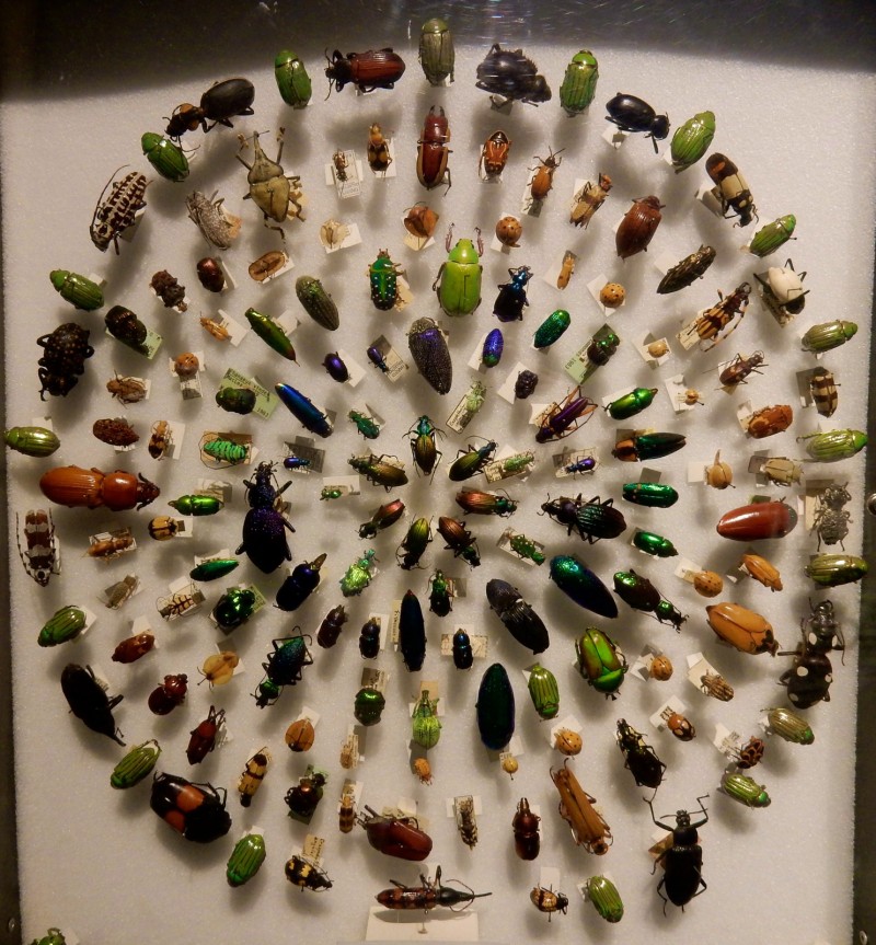 Beetle display, Harvard Museum of Natural History, Cambrige MA
