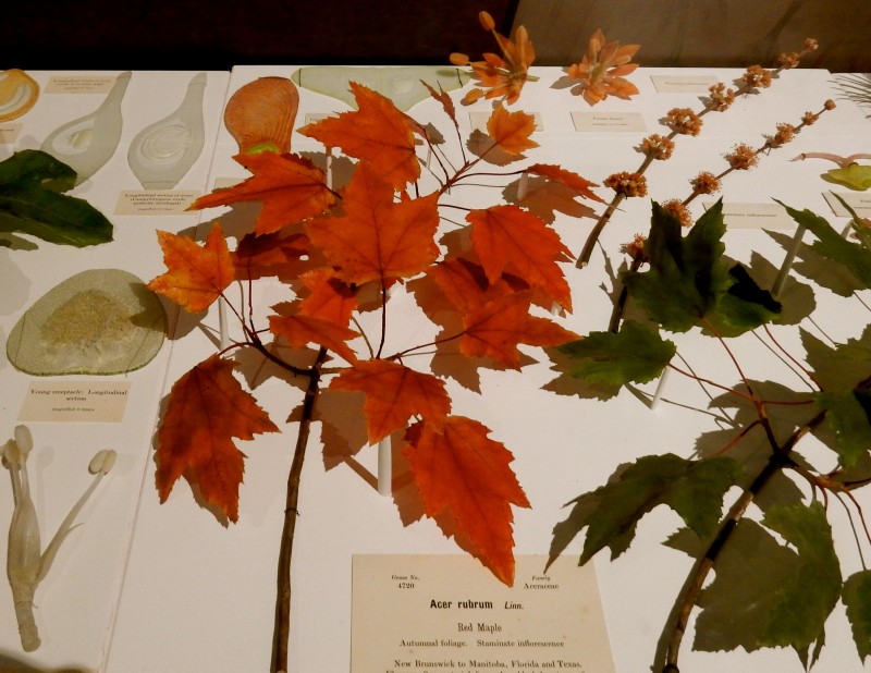 Glass plants, Harvard Museum of Natural History, Cambridge MA #Cambridge365 @GetawayMavens