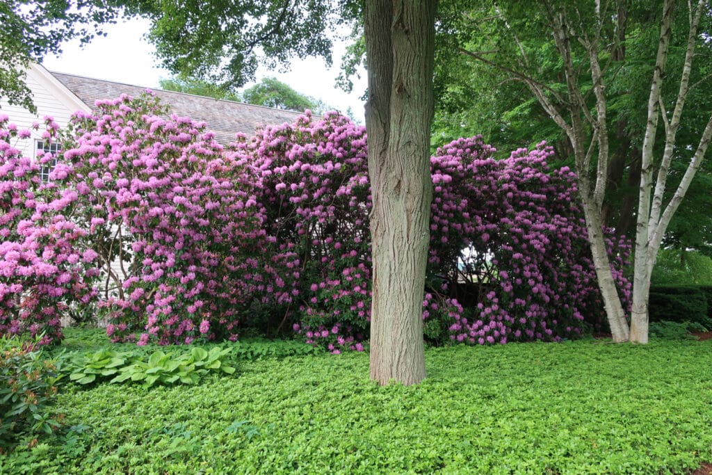 Beautiful rhododendrons in bloom