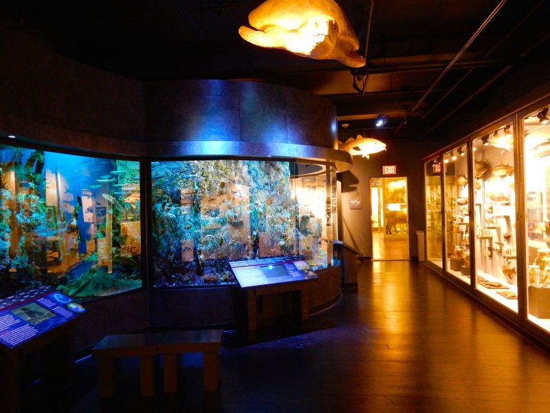 Marine Life Gallery exhibit, Harvard Museum of Natural History, Cambridge MA