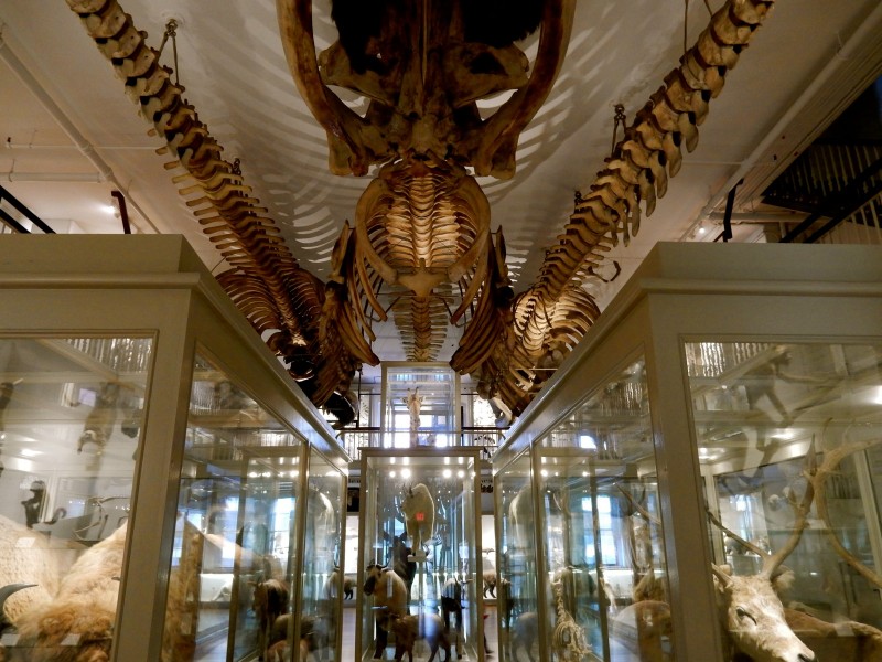 Whale skeleton exhibit, Harvard Museum of Natural History, Cambridge MA #Cambridge365 @GetawayMavens