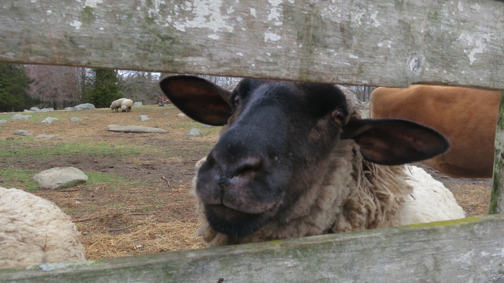 Sheep poking out a pen. Barberry Hill Farm, Madison, CT #CTVisit @GetawayMavens