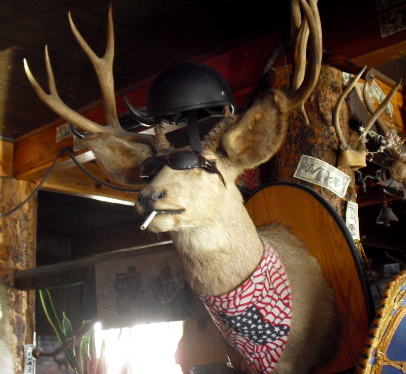 Stuffed and mounted elk with cigarette in mouth - Major's Place, Nevada