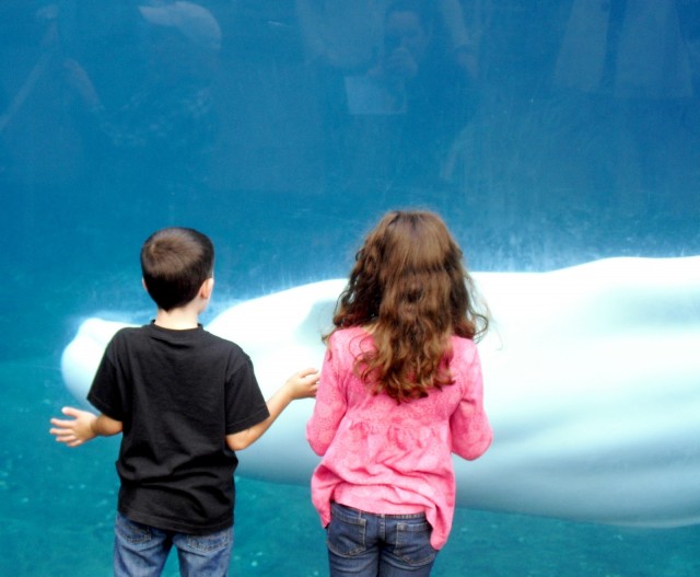 Two children looking at large white Beluga Whale swimming by