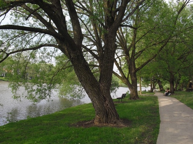 walking path with tree canopy along serene river