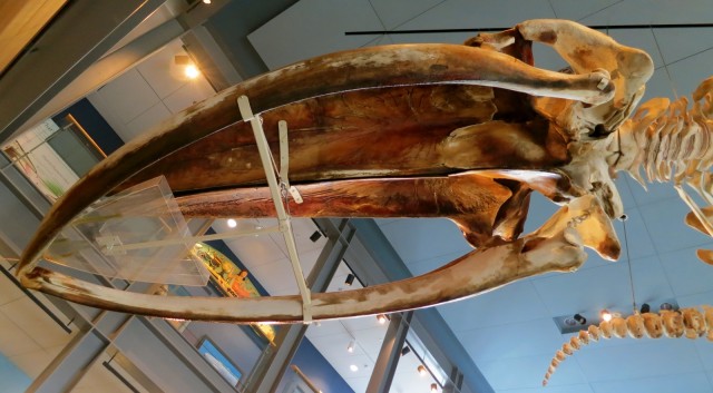 Blue Whale skull still leaching oil at New Bedford Whaling Museum #VisitMA @GetawayMavens