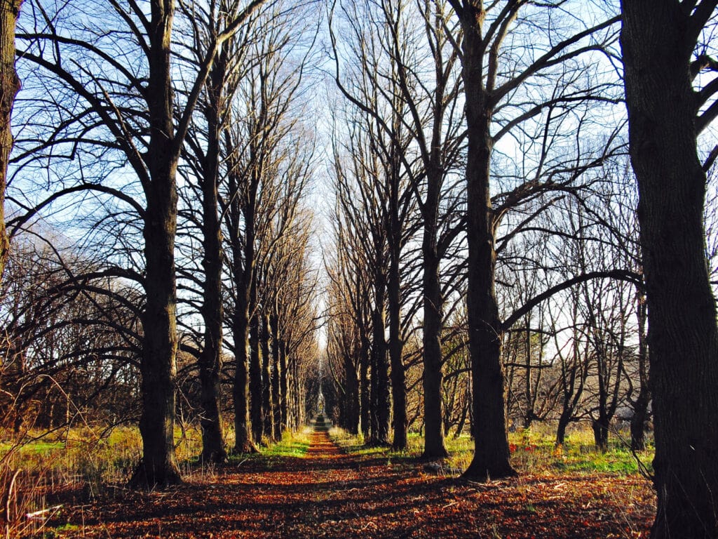 Forest Path Old Westbury Gardens NY