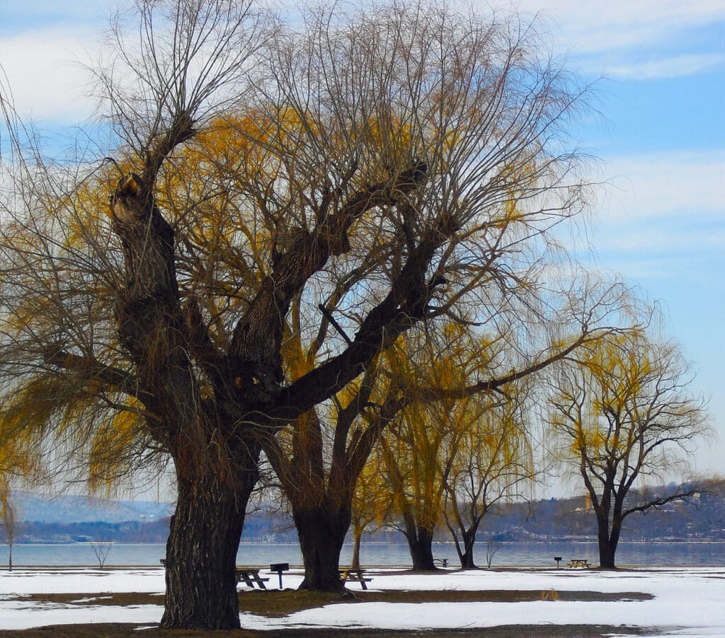 Trees in Winter at Croton Point Park Croton-On-Hudson NY