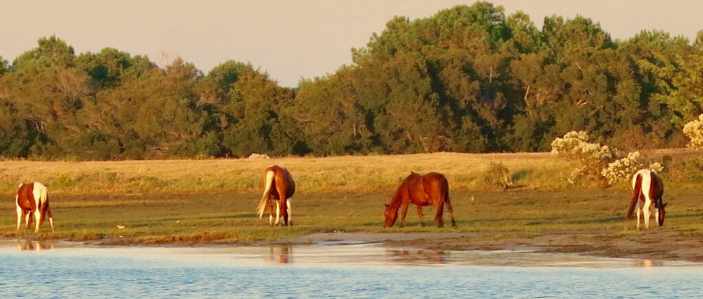 Wild horses in Chincoteague VA