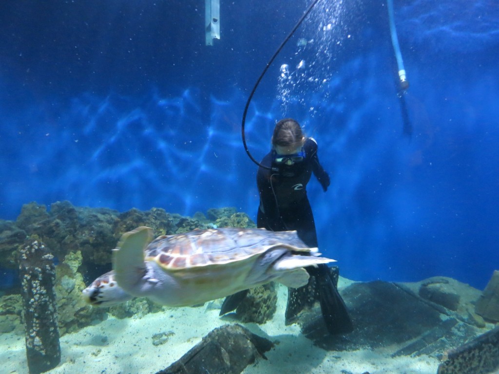 Cleaning the Sea Turtle Tank at Virginia Living Museum, Newport News VA