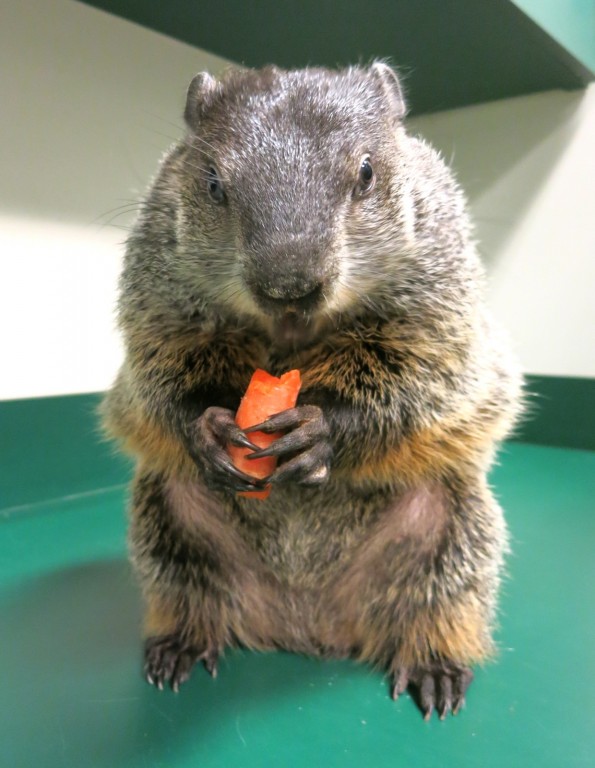 Woodchuck, "Behind the Scenes" Tour, Orphaned Baby Animals, Virginia Living Museum, Newport News VA