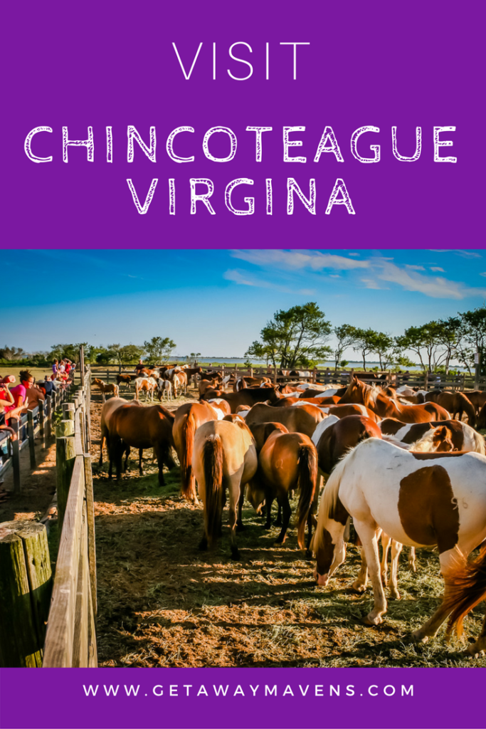 Chincoteague pin