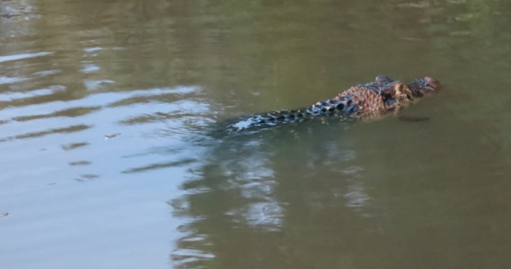 Caiman-Sandoval-Lake-Amazon-Peru