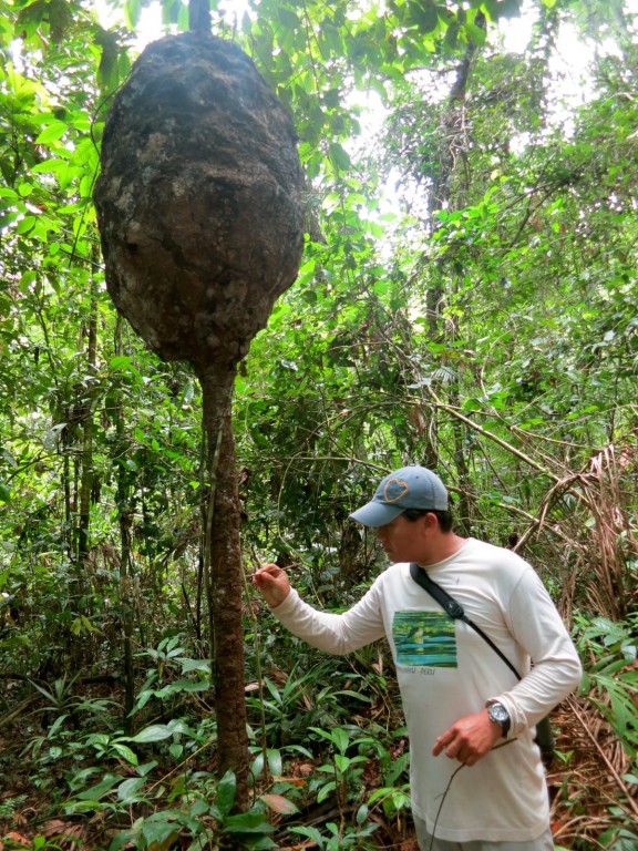 Termite-Tree-Sandoval-Lodge-Amazon-Peru