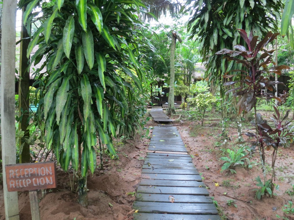 wet-rainforest-Sandoval-Lake-Lodge-Peru-Amazon