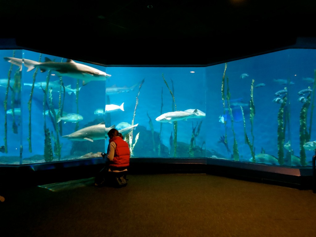 Shark-Tank-Maritime-Aquarium-Norwalk-CT