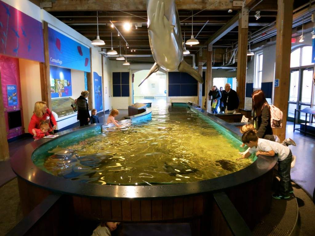 Touch Tanks with Sea Rays Norwalk Maritime Center CT