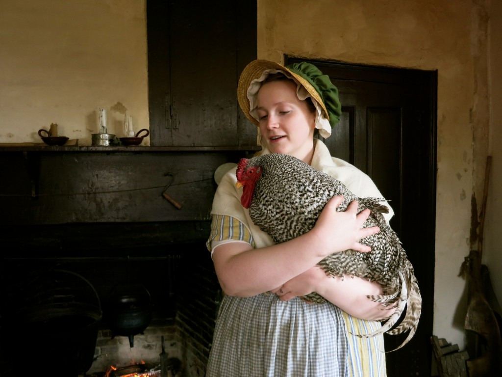 Mary Corrigan, docent, holding heritage-breed rooster at Coggeshall Farm Living History Museum, Bristol RI