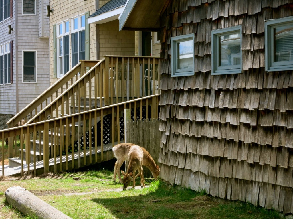 Tame deer on Fire Island NY