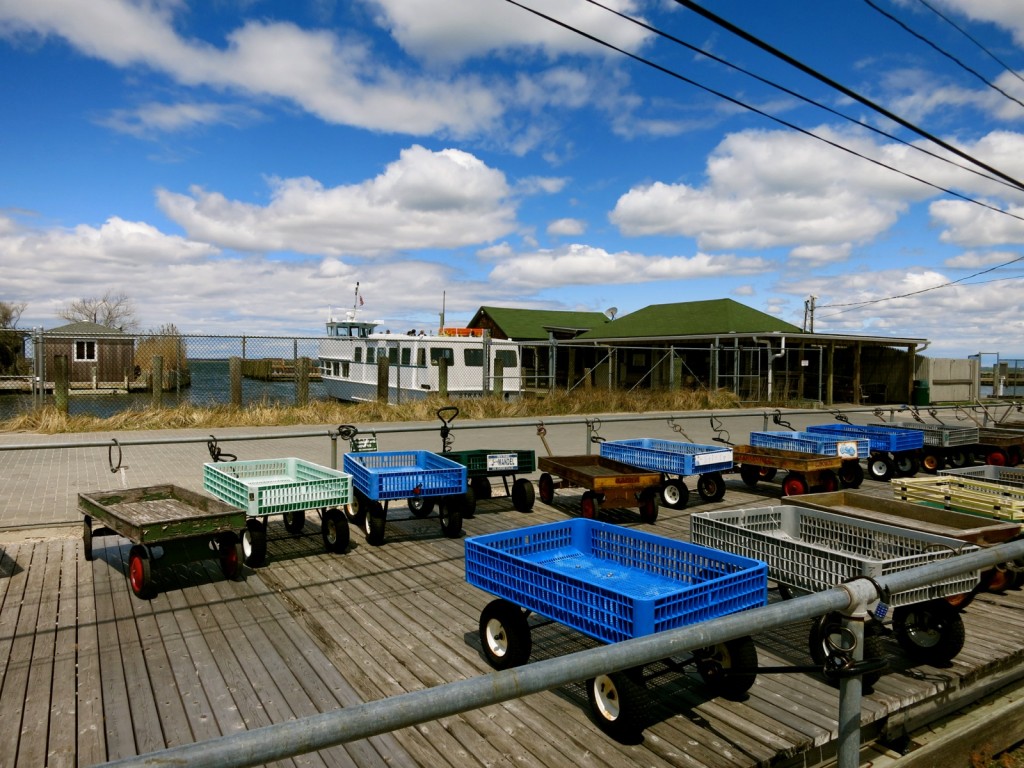 Wagons waiting at Fire Island ferry dock