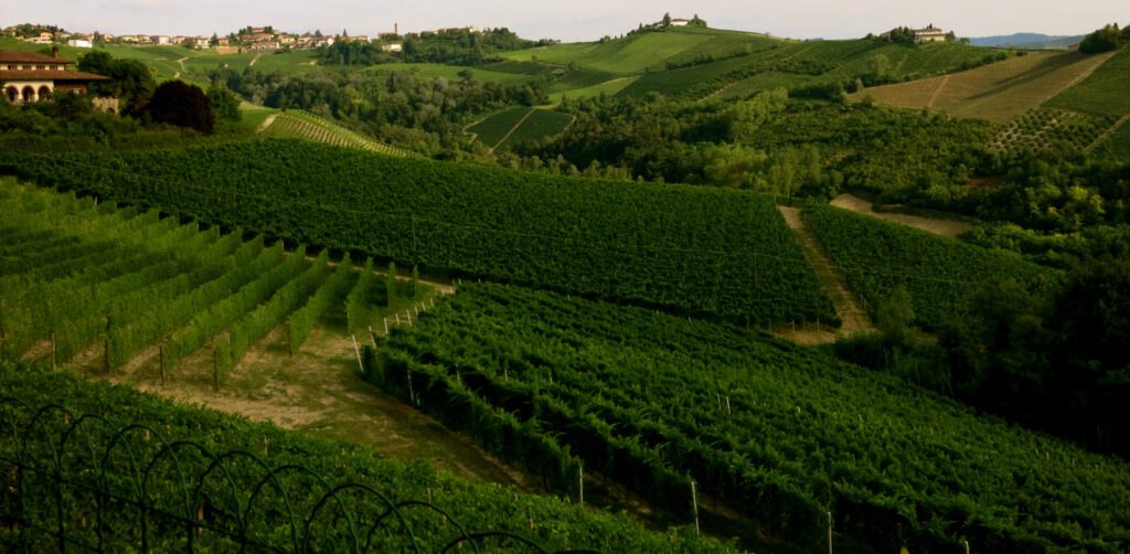 Montaribaldi Vineyards Piedmont Italy