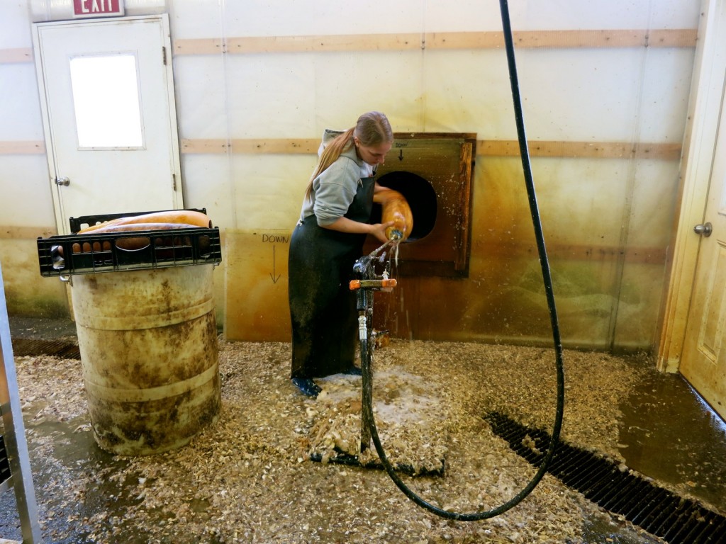 Cleaning Gourds at Meadowbrook