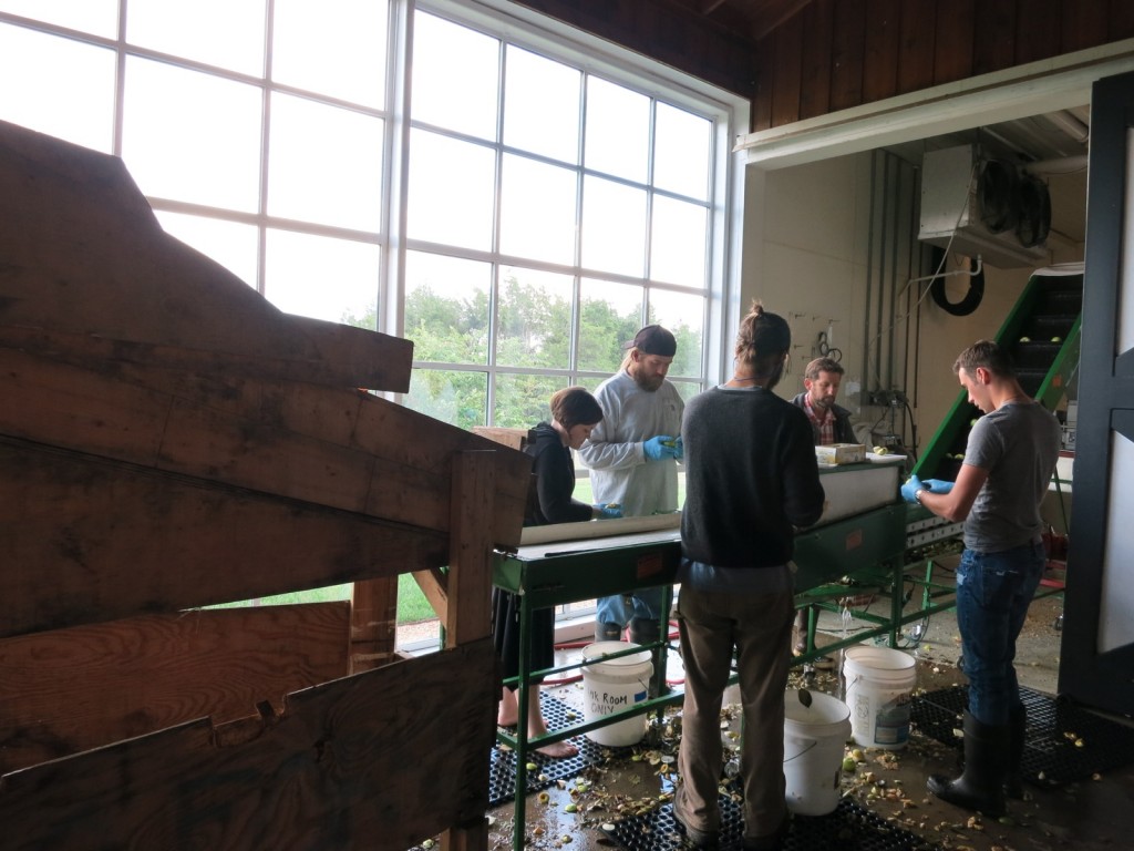 Prepping Apples at Castle Hill Cider