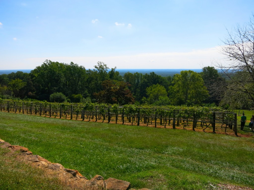 Virginia vineyard