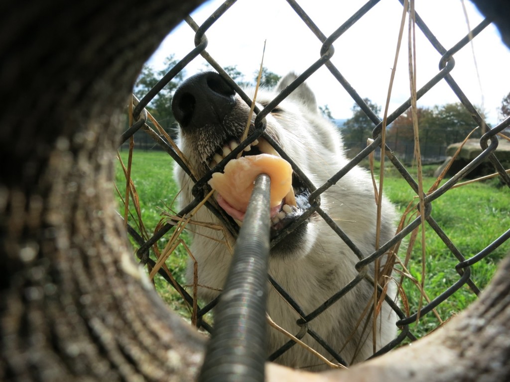 Feeding wolf at Nemacolin Wildlife Academy PA