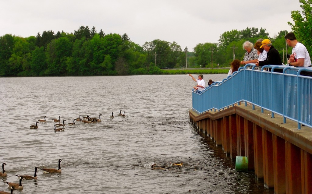 Feeding Carp in Linesville PA