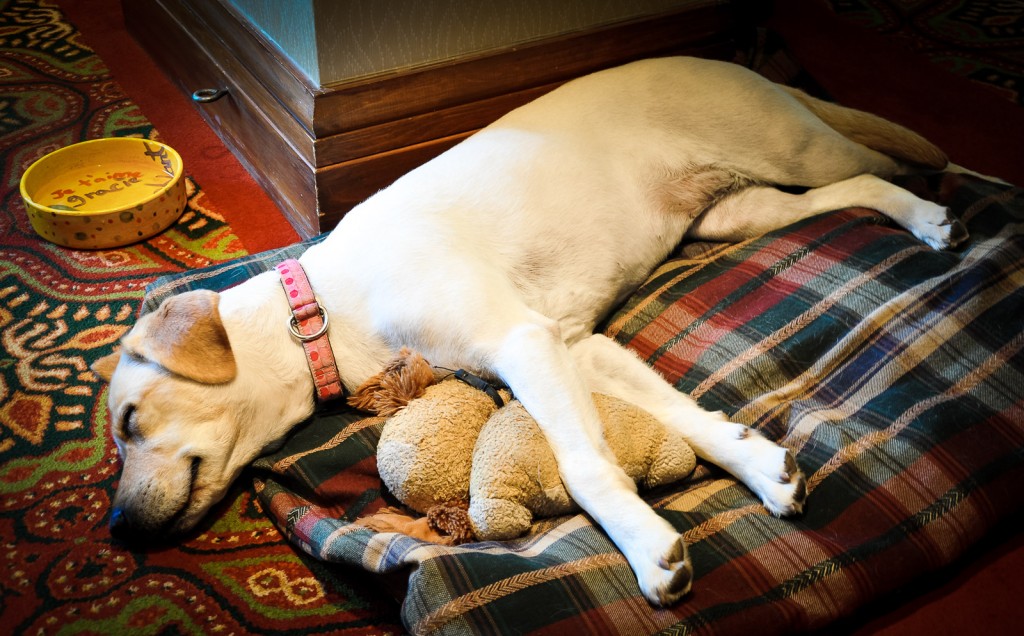 Fairmont Tremblant Canine Ambassador