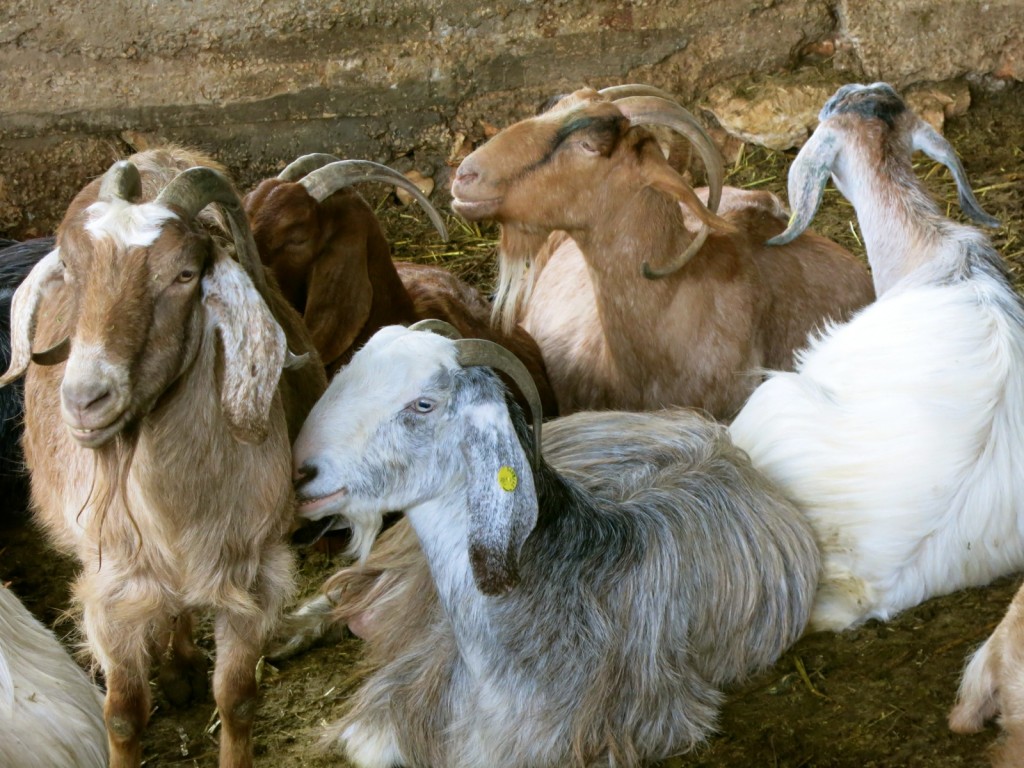 Fresh Milk and Cheese from happy goats