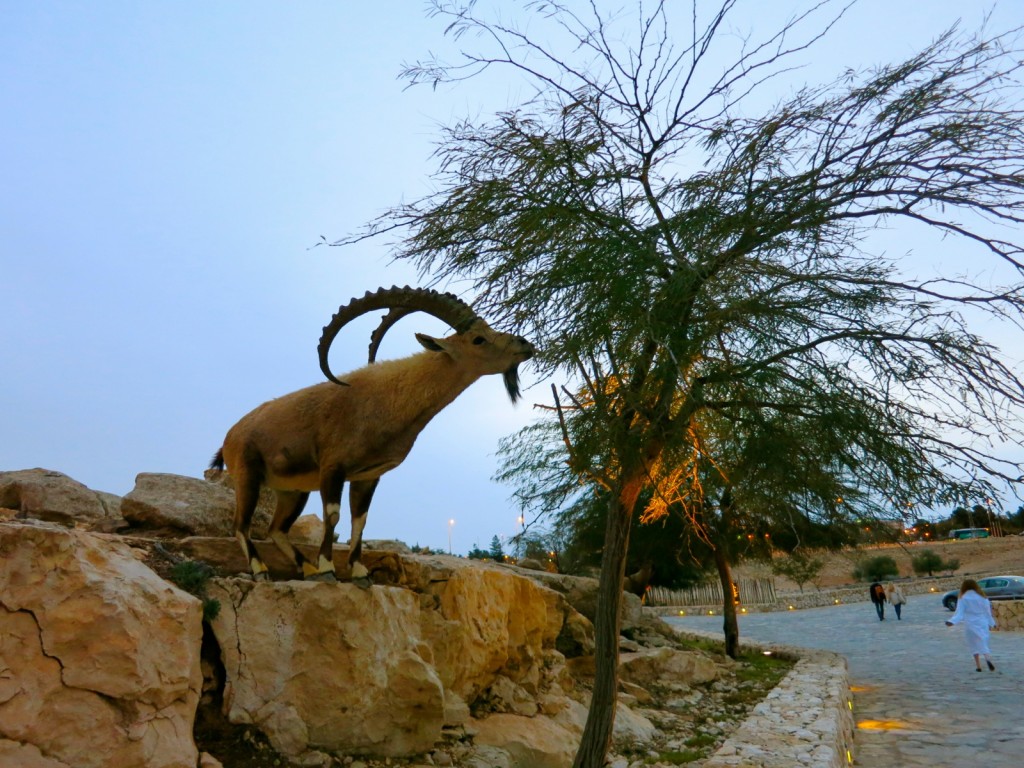 Ibex abound at Beresheet Hotel