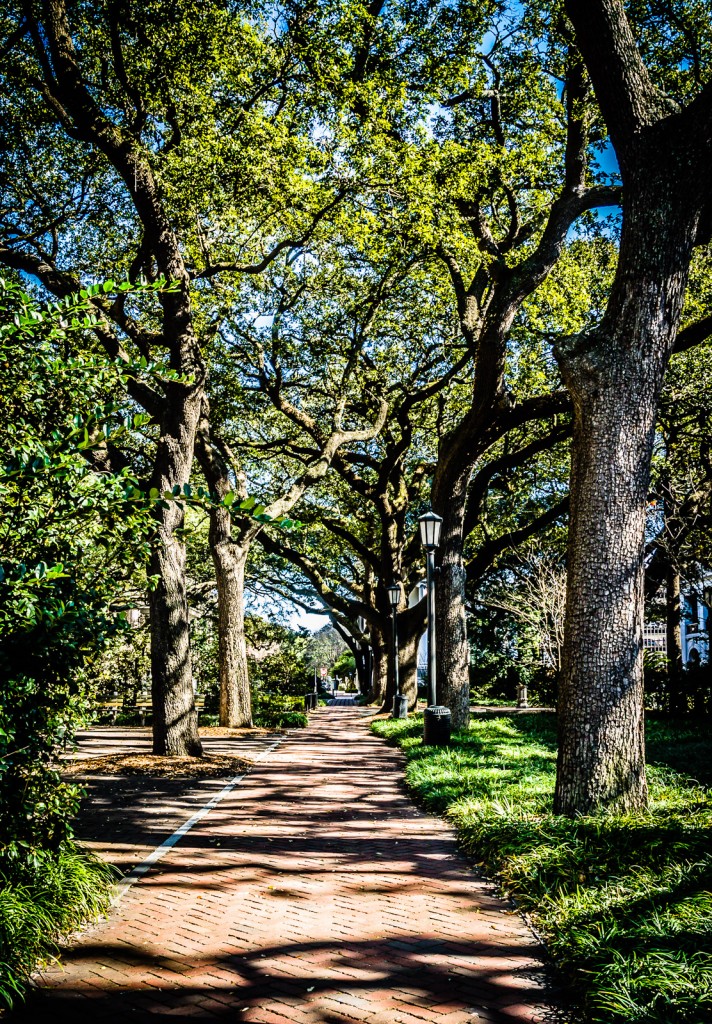 Oak Trees line brick walkway at Johnson Square in Savannah GA.