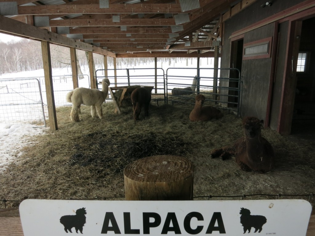 Sweet Brook Farm Alpacas