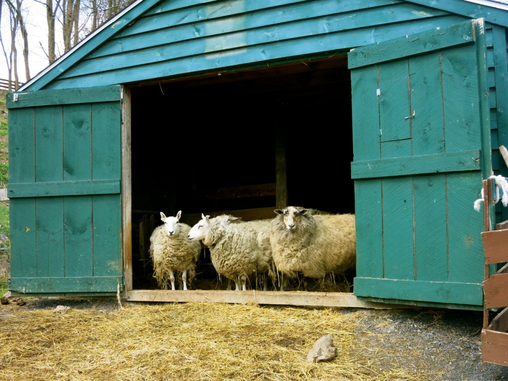 Catskill Animal Sanctuary