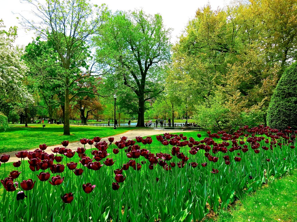 Boston Public Garden