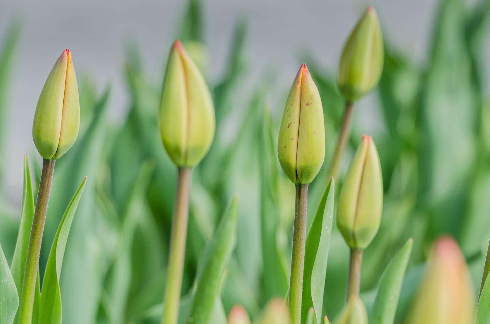 100,000 Tulips Blossom In Washington Park Albany, NY