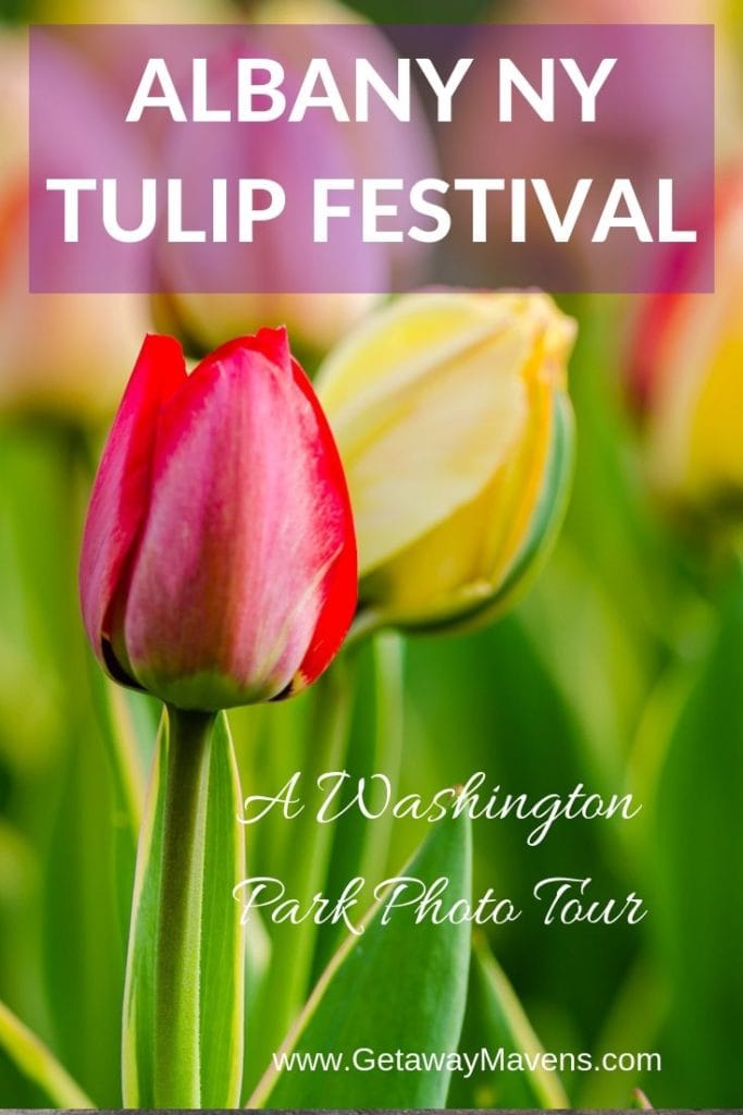Albany NY Tulip Festival Pinterest Pin