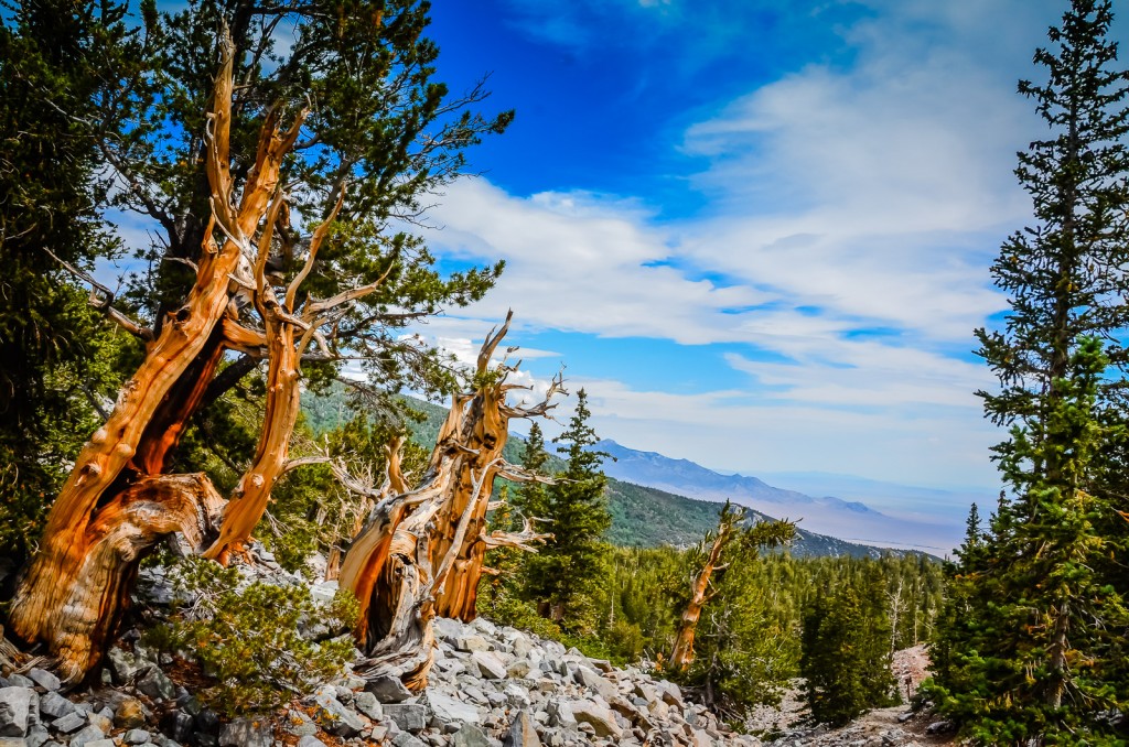 Bristlecone Pines - Great Basin National Park