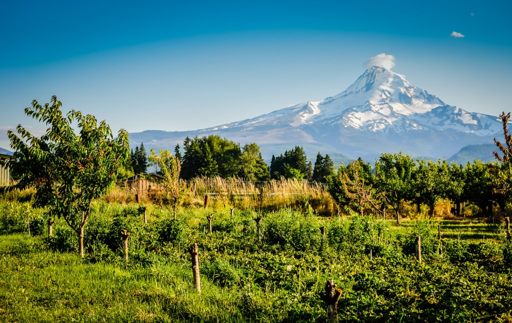 Cherry trees on the Fruit Loop Trail; Mount Hood in the background.