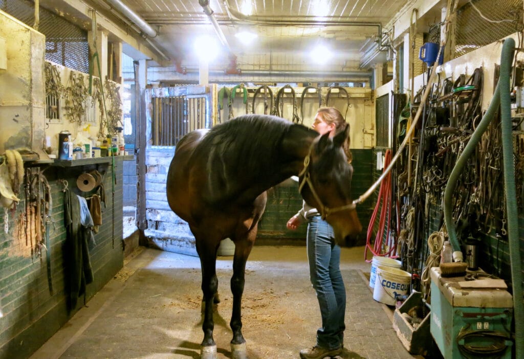 Tending to the horses Morgan Horse Farm VT