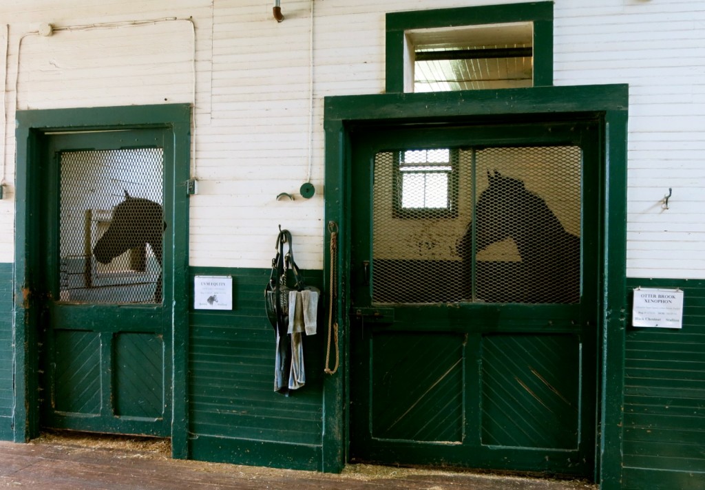 Morgan Horses in Stalls, Middlebury VT
