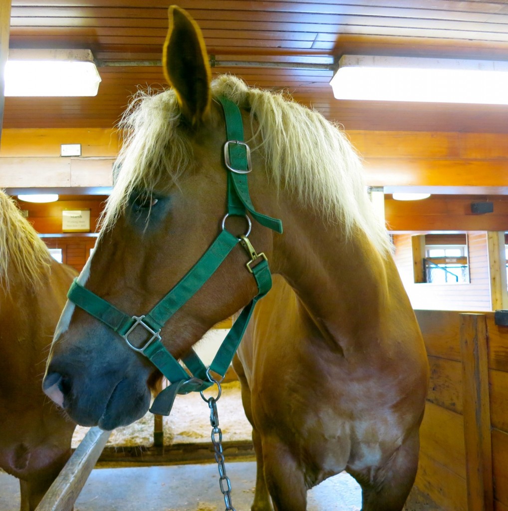 Tom of Tom and Jerry draft horse team