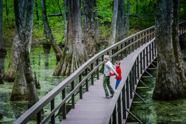 Tupelo-Baldcypress Swamp