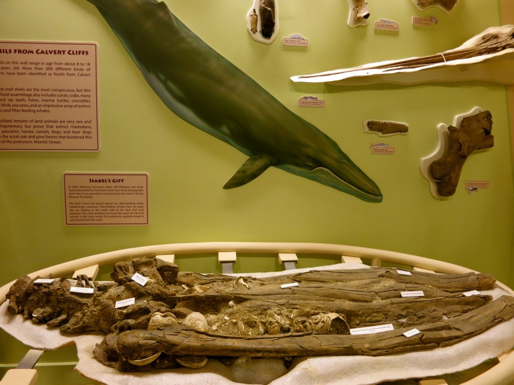 Ancient Whale jawbone, Calvert Marine Museum MD