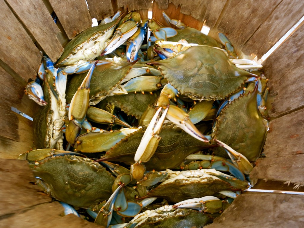 Crab Haul with Waterman, St. Marys County MD