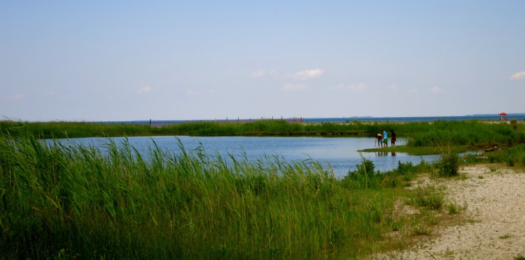 Flag Pond Nature Park, Calvert County MD