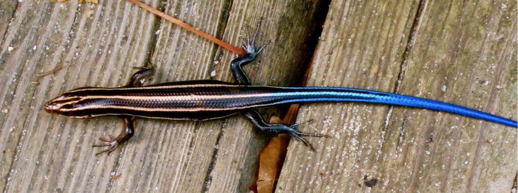 Colorful Salamander 
